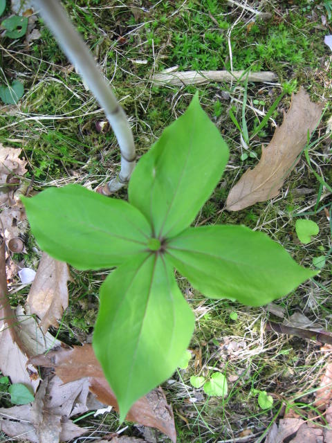 c0233141_1553245.jpg