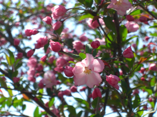 a0249443_10281470.jpg