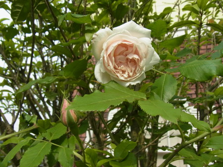 a0223650_828295.jpg