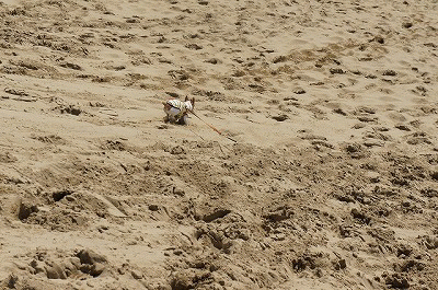d0146153_1793374.gif