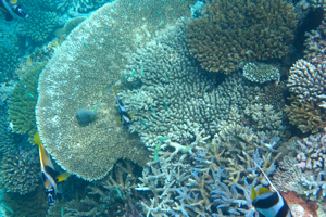 f0190653_12311564.jpg