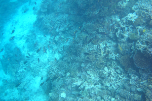 f0190653_12321433.jpg