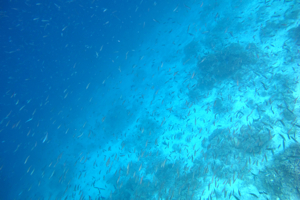 f0190653_12374727.jpg