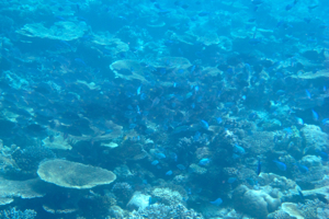 f0190653_123775.jpg