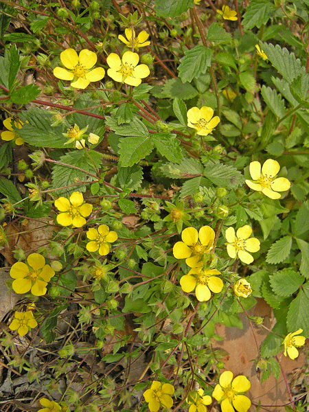 a0001354_22275150.gif