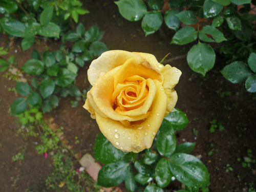 b0045357_12541090.jpg