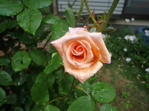 b0045357_12542845.jpg