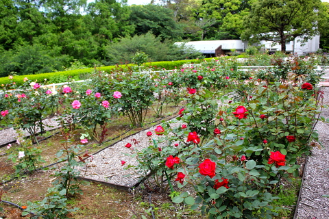 a0248459_3364878.jpg