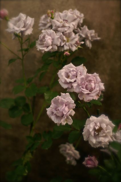 b0168859_2333498.jpg