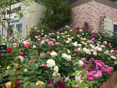 e0088260_19165310.jpg