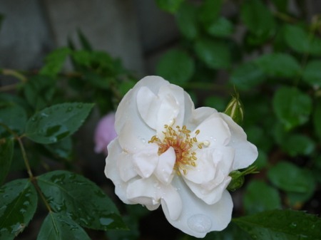 f0195963_1223383.jpg