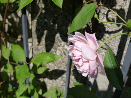 f0195963_1235202.jpg