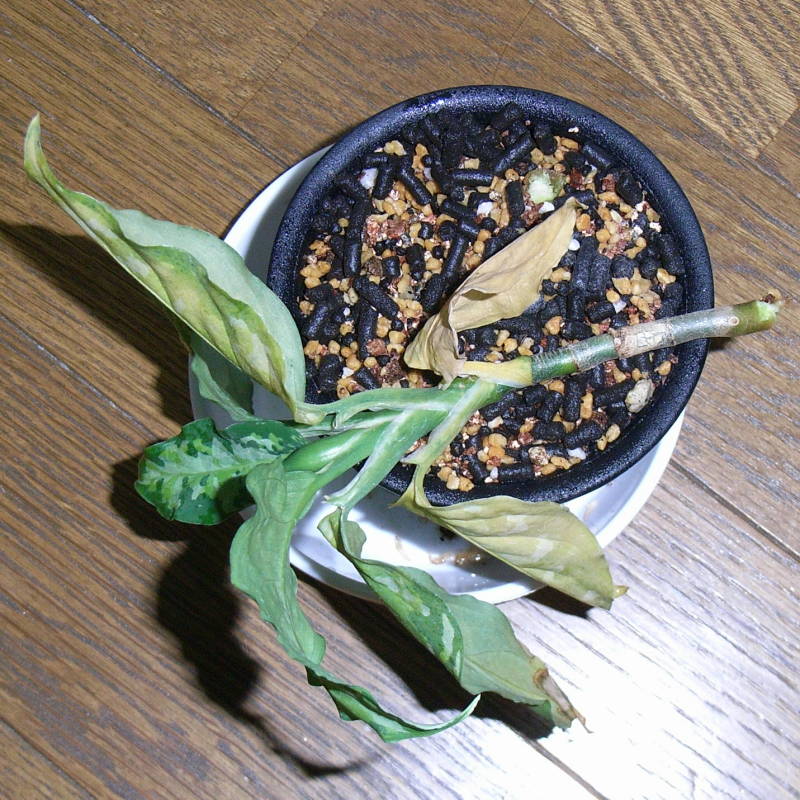 d0249970_21522547.jpg