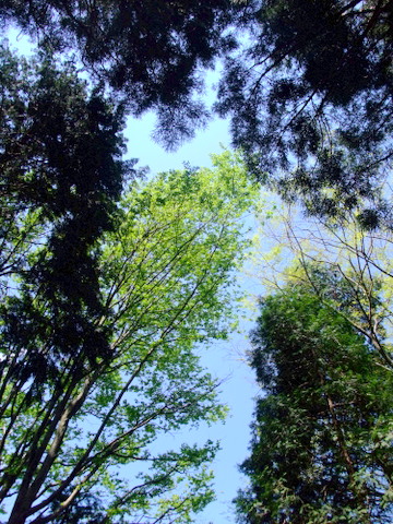 a0043982_6452066.jpg
