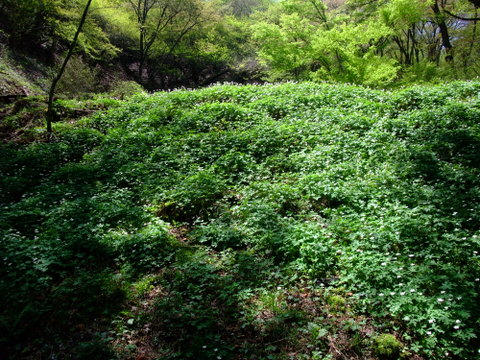 a0043982_647243.jpg