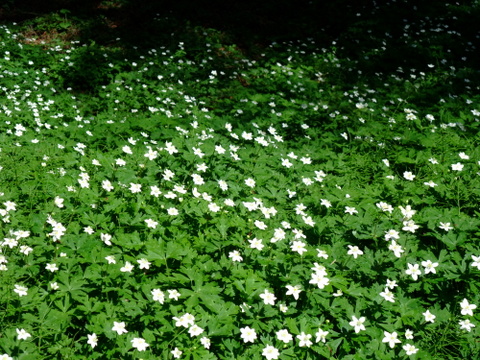 a0043982_6472435.jpg