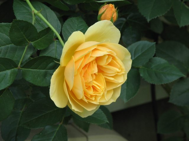 e0052690_13331173.jpg