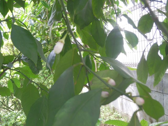 f0130894_232344.jpg