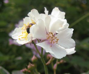 f0201297_2123524.jpg