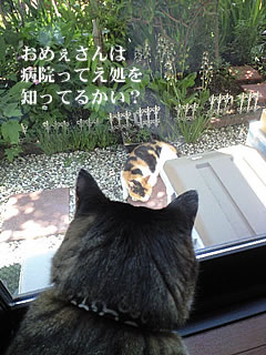 c0035001_15323423.jpg
