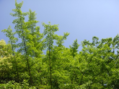a0167803_11254741.jpg