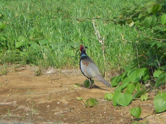 b0147203_22133275.jpg