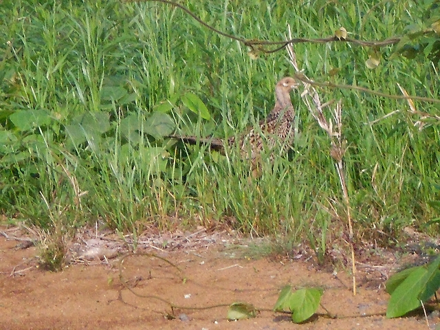 b0147203_221353100.jpg