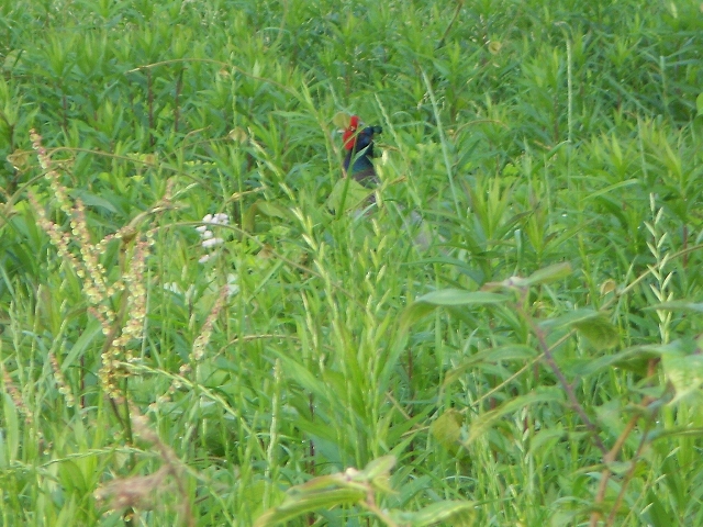 b0147203_22141829.jpg