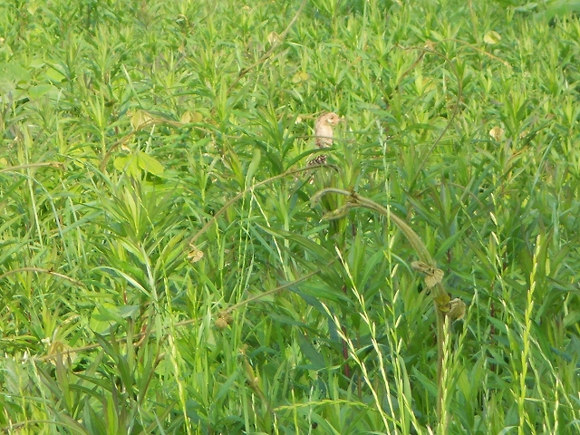 b0147203_22142682.jpg