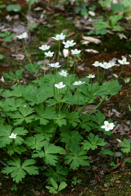 f0041606_19381254.jpg