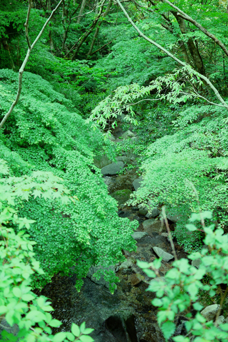 e0200926_751336.jpg