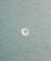 c0188928_7504265.jpg