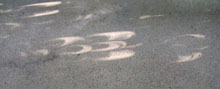 c0188928_7521770.jpg