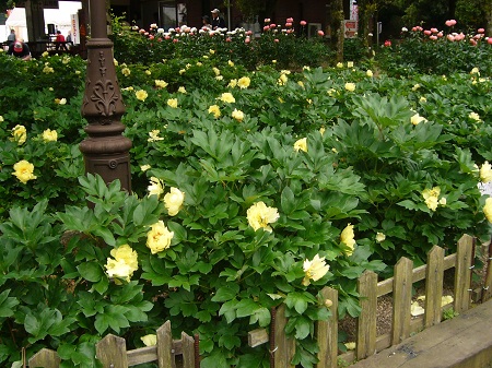 d0155731_163668.jpg