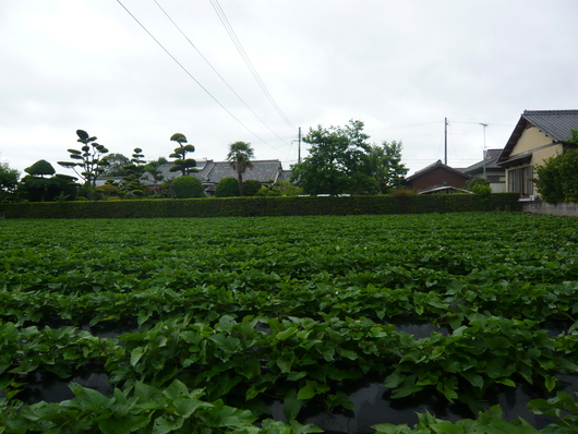 a0206332_1010476.jpg