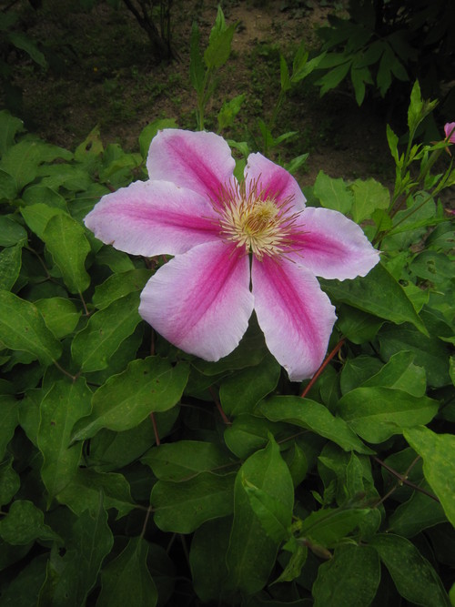 c0103137_8478100.jpg