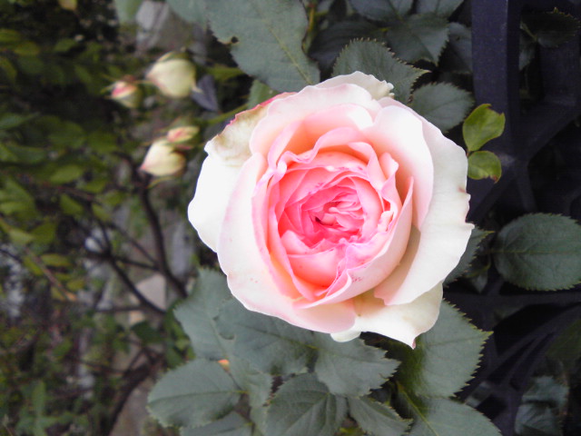 b0200240_7484773.jpg
