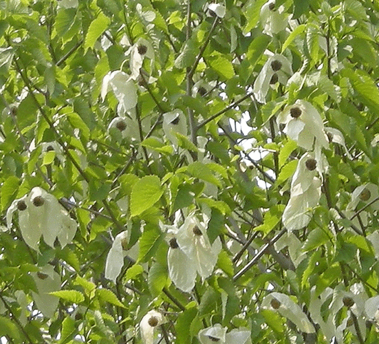 a0001354_22232894.gif