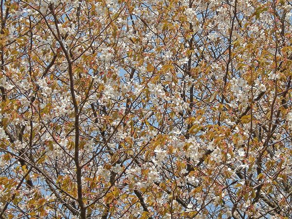 a0001354_22381691.gif
