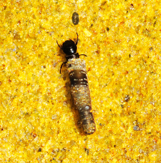 d0163696_20334240.jpg