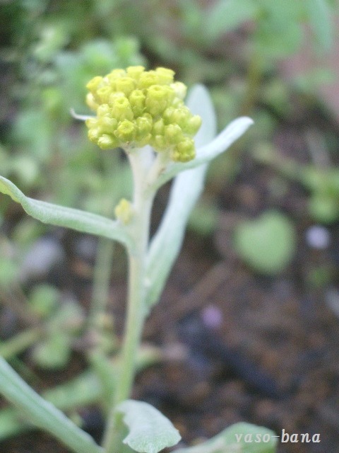 e0025300_122057.jpg