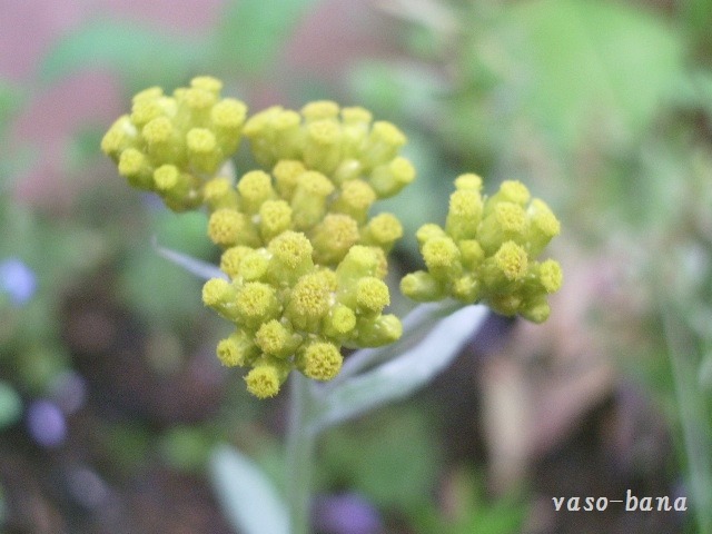 e0025300_12232649.jpg