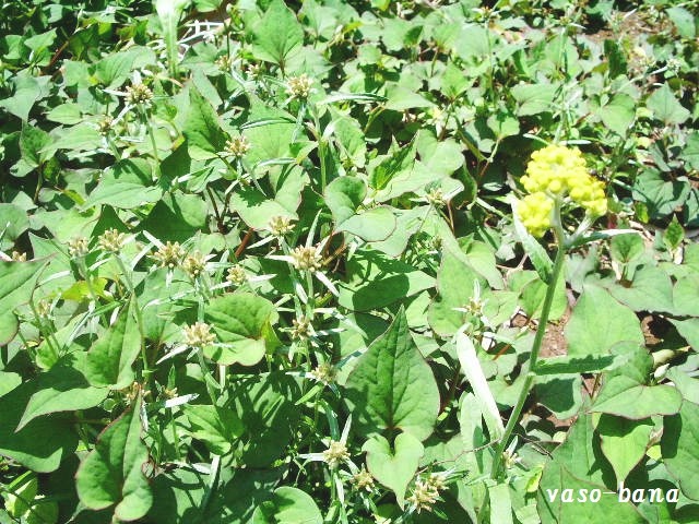 e0025300_12295143.jpg
