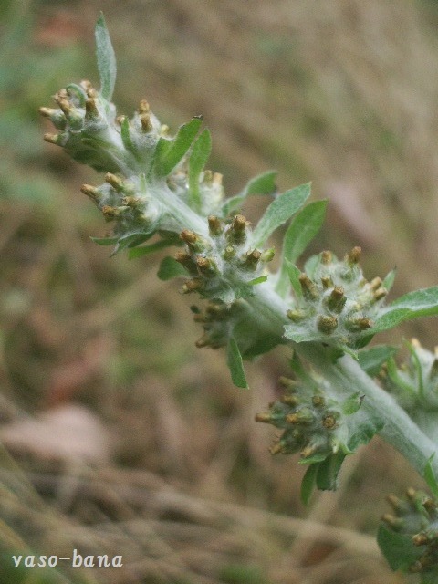 e0025300_1245290.jpg