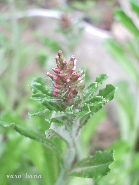 e0025300_12484211.jpg
