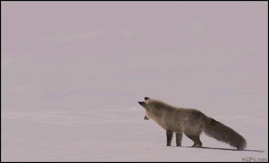 c0072801_127135.gif