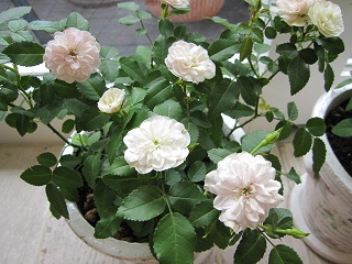 c0152002_20293461.jpg