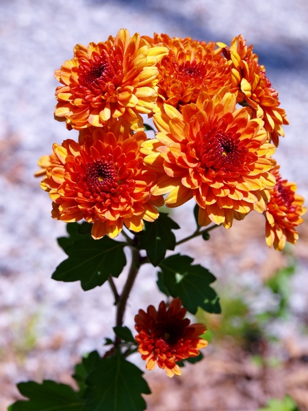 e0192702_1365346.jpg