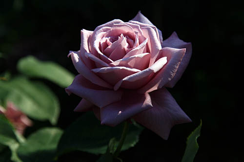 b0014607_203258100.jpg