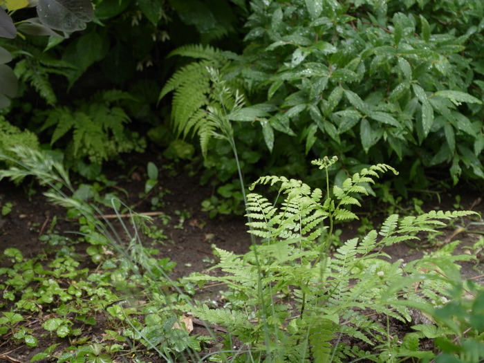 e0276411_1153634.jpg
